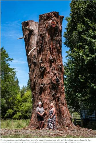 341 Trees stump with Bronwyn and Ruth